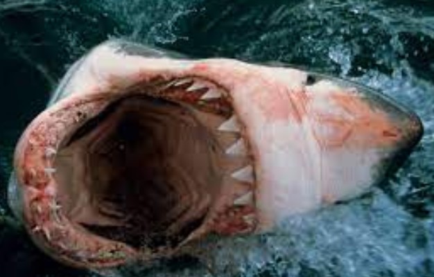 The Top 10 Deadliest Sharks in the World